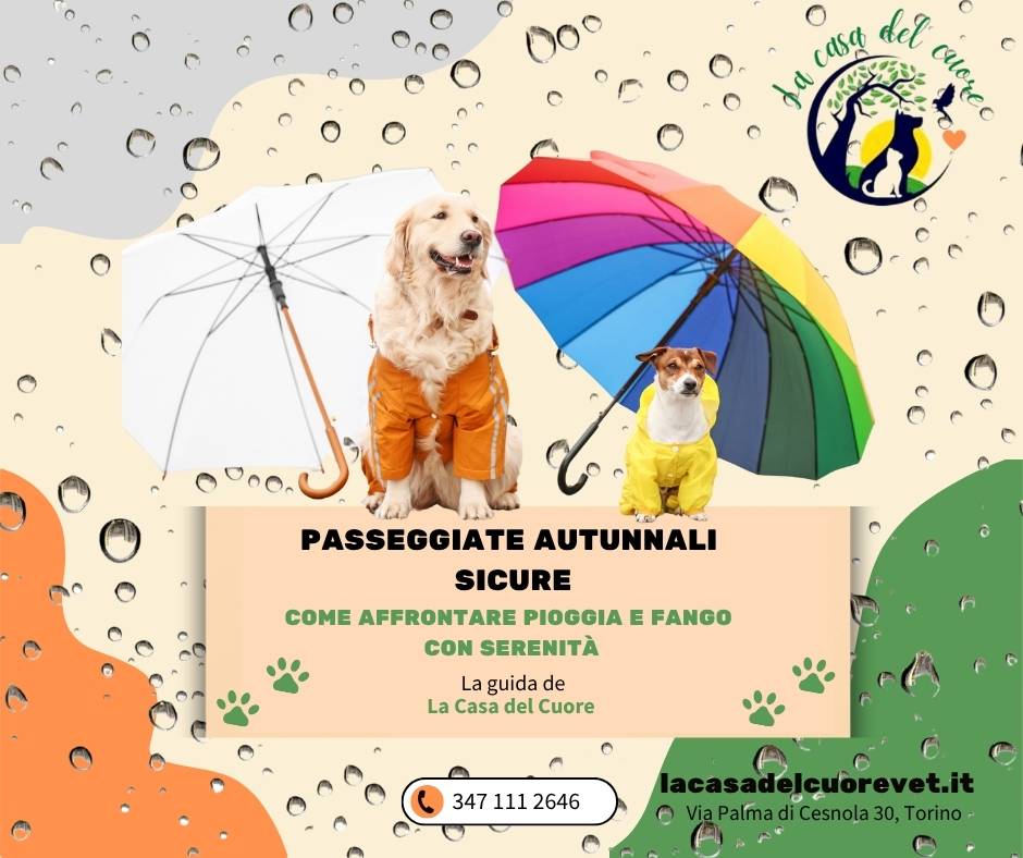 Passeggiate autunnali sicure: la guida de La Casa del Cuore Ambulatorio Veterinario Olistico Passeggiate autunnali sicure: la guida de La Casa del Cuore Ambulatorio Veterinario Olistico